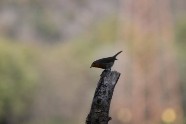 black tit bird sitting on a branch