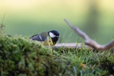 black tit bird sitting on a branch