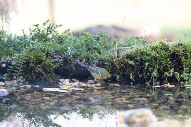 black tit bird sitting on a branch