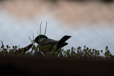 the black - headed bird ( ancyus diphalus ridus ), also known as the eurasian black tit or paruudus