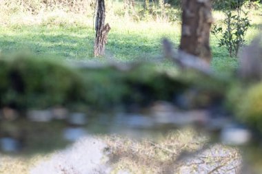 Ormanın güzel manzarası