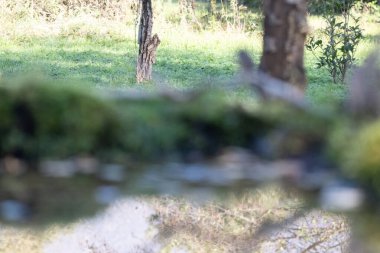 Gündüz vakti ormandaki bir ağacın dikey görüntüsü.