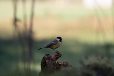 great tit on a tree branch. the great tit is sitting on the grass.