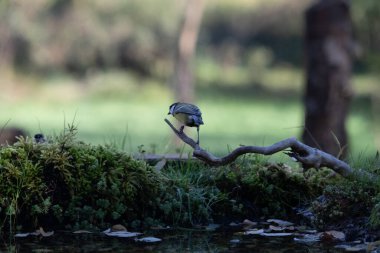 Bir kuşun yakın çekimi.