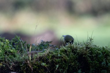 Bir kuşun yakın çekimi.