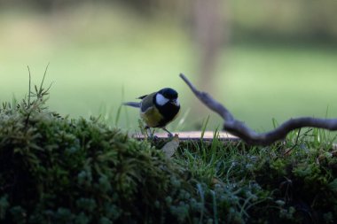 Bir kuşun yakın çekimi.