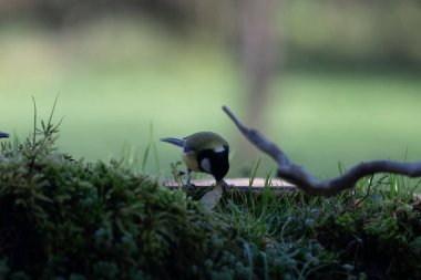 Bir kuşun yakın çekimi.