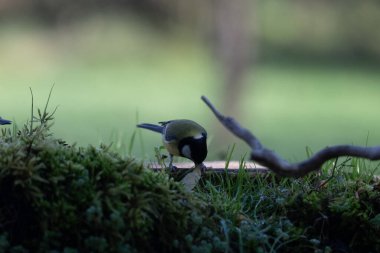 Bir kuşun yakın çekimi.