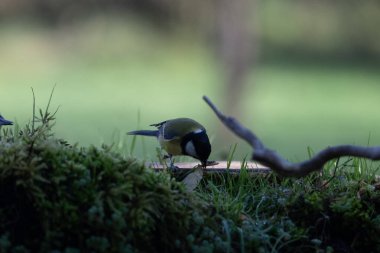Bir kuşun yakın çekimi.