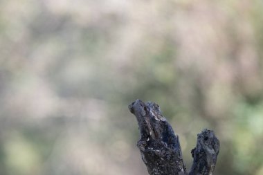 Bir kuşun yakın çekimi.