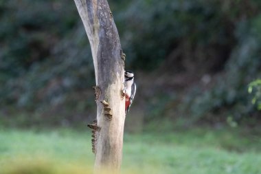 Bir kuşun yakın çekimi.