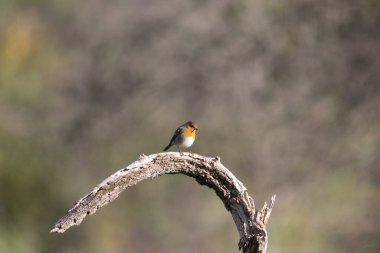 Bir kuşun yakın çekimi.