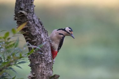 Bir kuşun yakın çekimi.