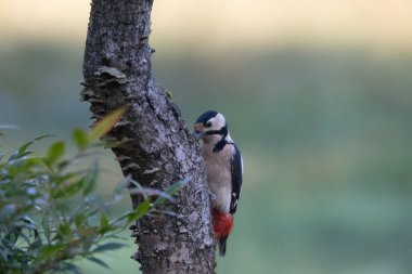 Bir kuşun yakın çekimi.