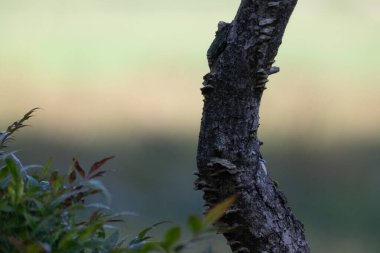 Bir kuşun yakın çekimi.
