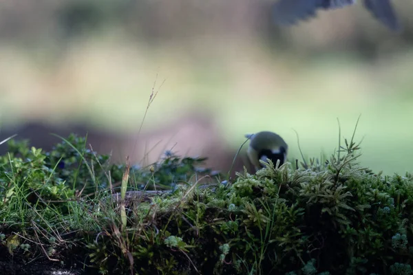 Bir kuşun yakın çekimi.
