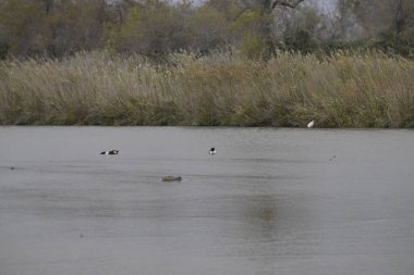 Parktaki nehrin güzel manzarası
