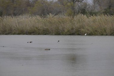 Beyaz bir kuşla güzel bir göl görüntüsü