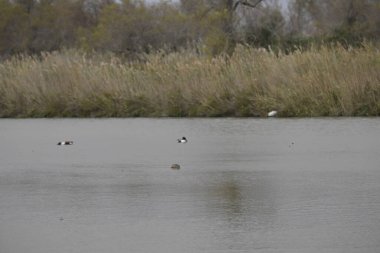 Gölde bir ördek sürüsü