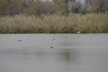 Doğanın güzel manzarası
