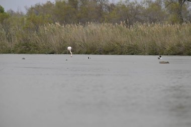 Ormandaki güzel bir kuş manzarası.