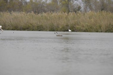Sudaki beyaz balıkçıl