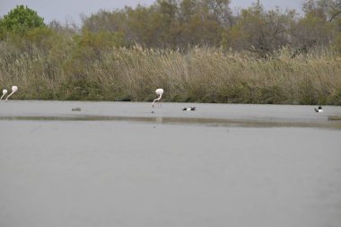 the white flamingos in the water of the river