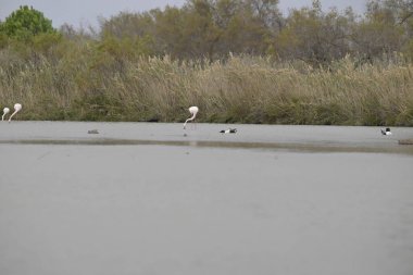 Gölde bir grup beyaz kuğu.