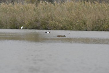 the little duck in the lake