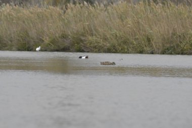 the great white egret ( potta gartta cristatus ) in the swamp.