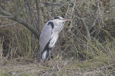 Gri balıkçıl (ardea cinerea )