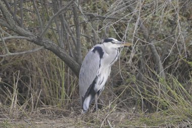 Gri balıkçıl (lodea cinerea )