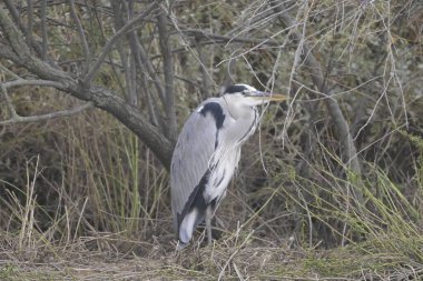 Doğal ortamında bir balıkçıl.