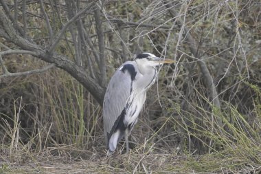 Doğal ortamda büyük beyaz balıkçıl (ardea herodias)