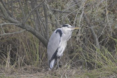 Gri balıkçıl ağaçta