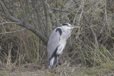 Büyük balıkçıl, Ardea alba