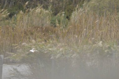 Parktaki güzel bir kuş manzarası.