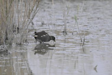 siyah - kanatlı t - kanatlı (hihihihihitopus himant