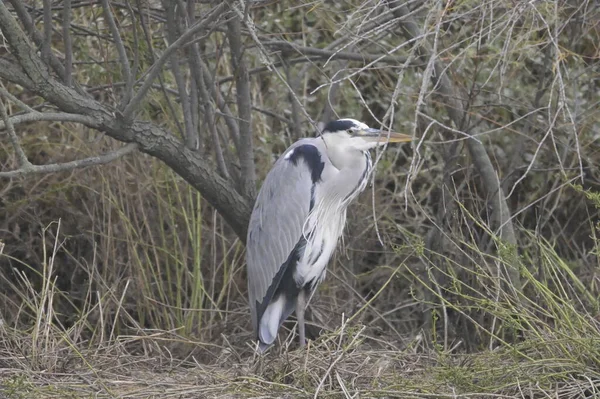 Gri balıkçıl (lodea cinerea )