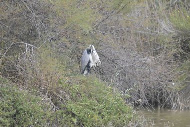beyaz balıkçıl (ardea cinerea )
