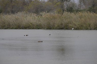 Gölde bir ördek sürüsü