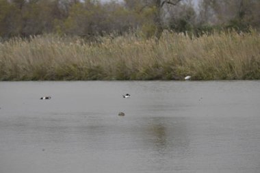 Gölde yüzen beyaz kuğu.
