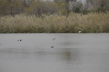 Sudaki güzel ördek görüntüsü.