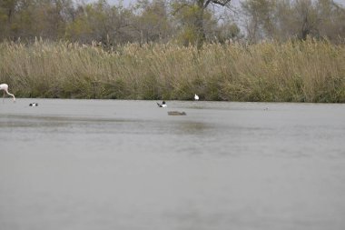 Arka planda kuş olan güzel bir göl manzarası.