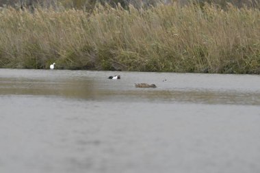 Göldeki güzel bir kuş görüntüsü.