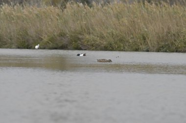 beyaz - göbekli ördek, siyanür anina