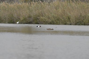 Gölde yüzen küçük beyaz bir ördek.