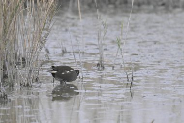 Photograph in France in a nature reserve in the Camargue during courtship
