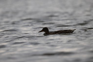 animals in nature in the Camargue reserve during the first courtships
