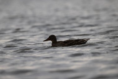 animals in nature in the Camargue reserve during the first courtships